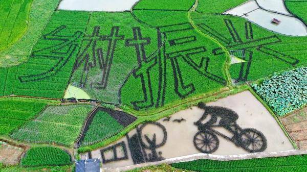 当地村民创新理念,以田为纸,以禾作笔,设计出创新生动的稻田画,着力