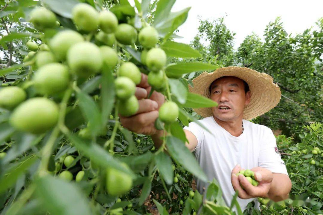 山地小枣夏管保丰收_枣树