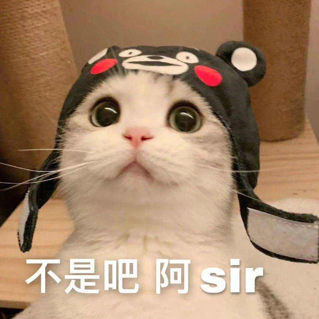 不是吧 阿 sir(猫咪表情包)