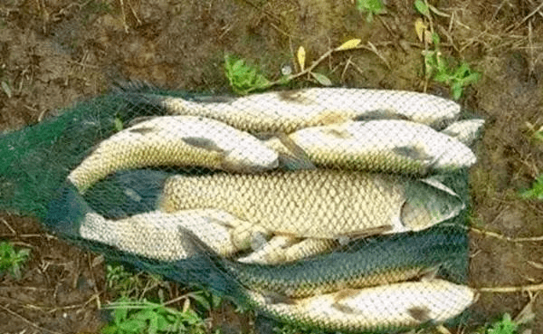 效果|让你轻松钓到大草鱼夏钓草鱼：图解串钩浮钓草鱼的三种方法