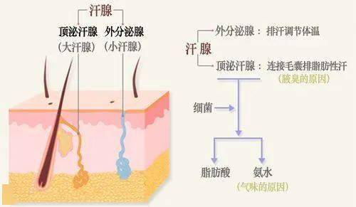 后天狐臭怎么办