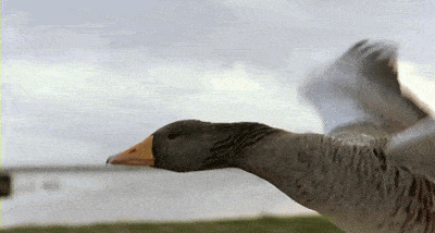 因为这些鸟,只要迁徙过一次,就能记住路线,每年重复地往返,仿佛内置了