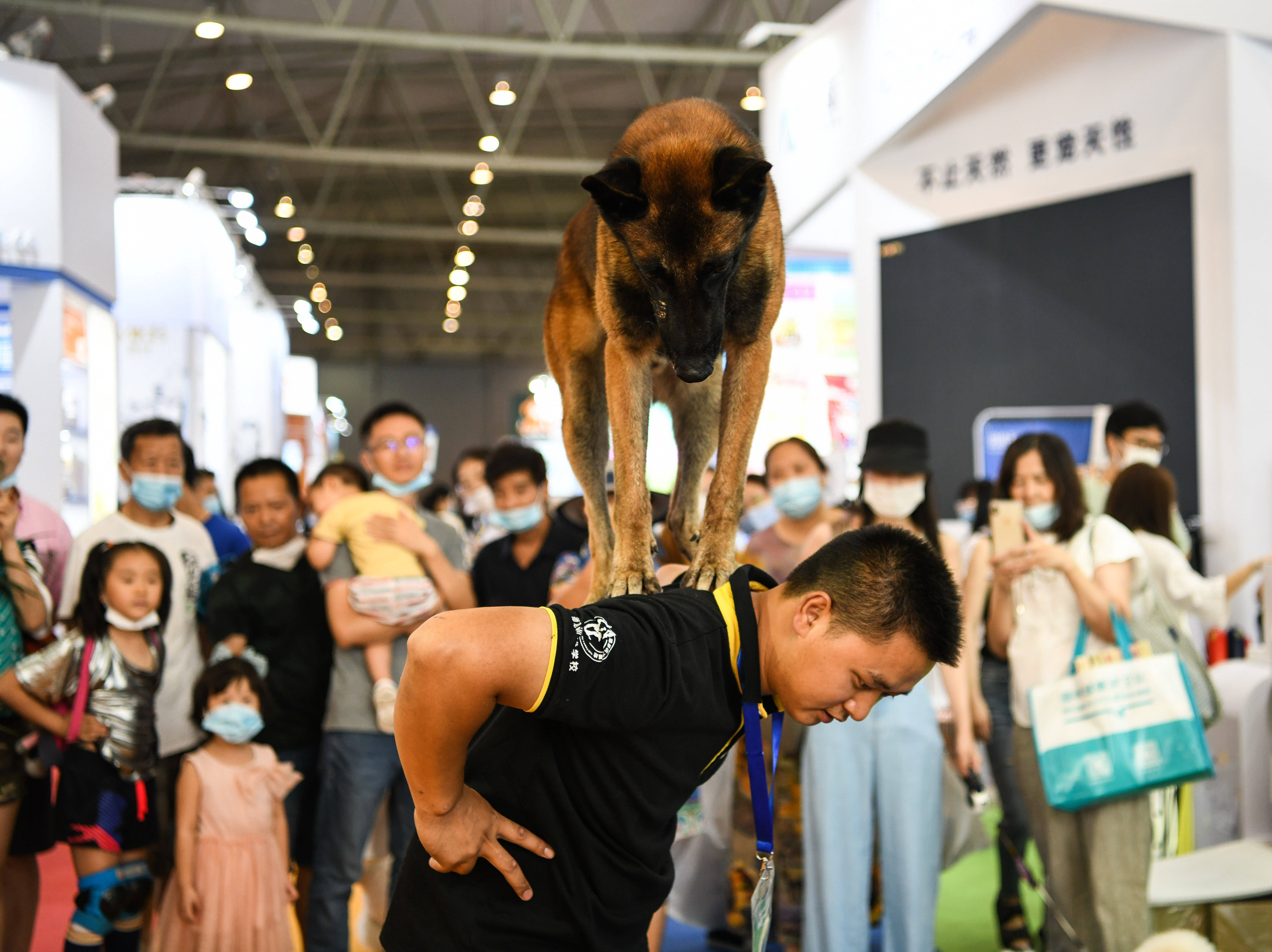 7月19日,在成都世纪城新国际会展中心,一家宠物学校的驯导师在表演驯