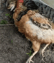 这只猫睡觉时,还要抱着一只鸡一起入眠,而鸡的反应,笑