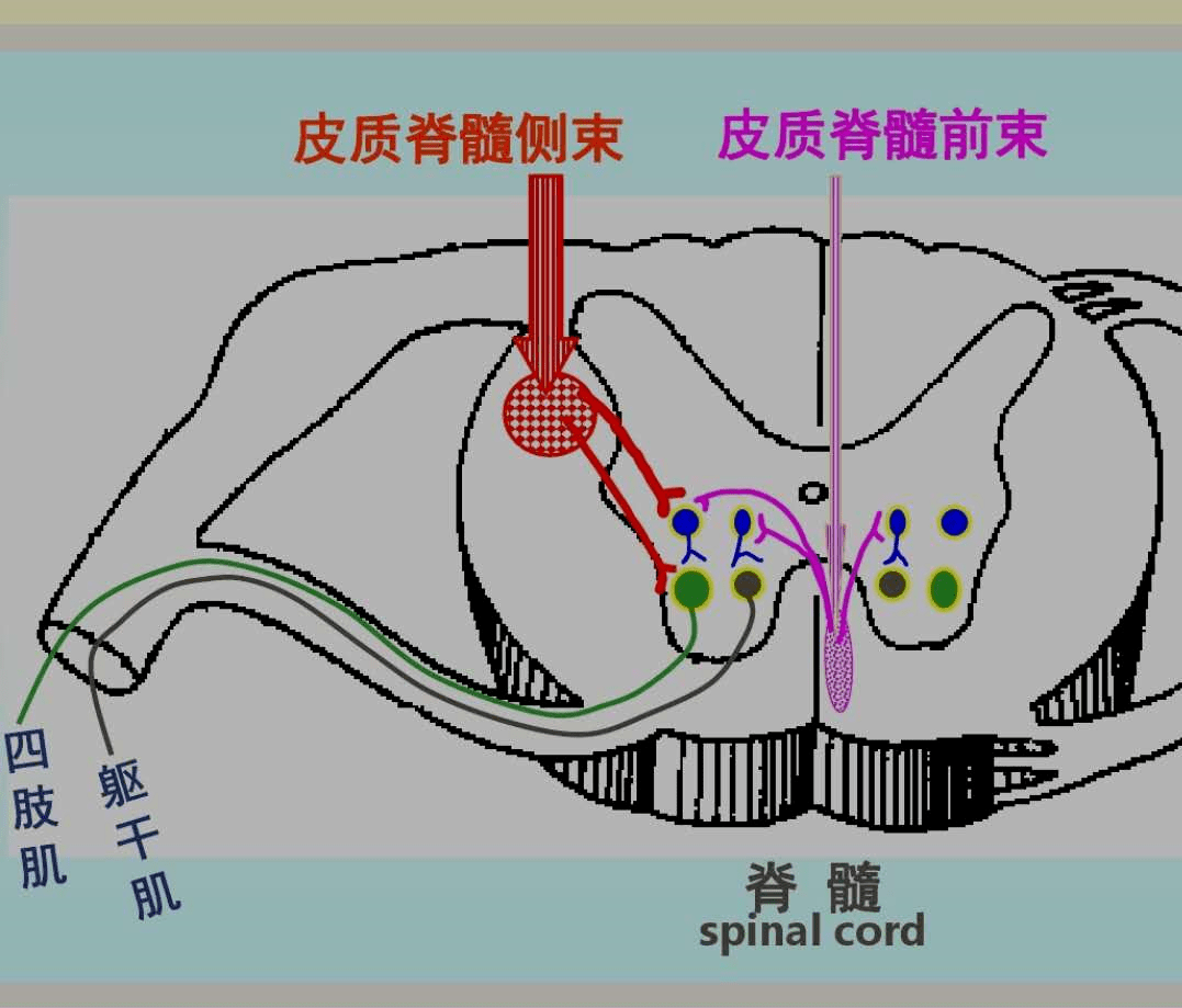 手脑感知手脑通路