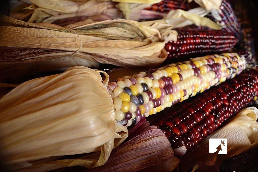 外行|只加水是外行！多放2种料，香甜软糯，鲜美营养，更好吃！煮玉米