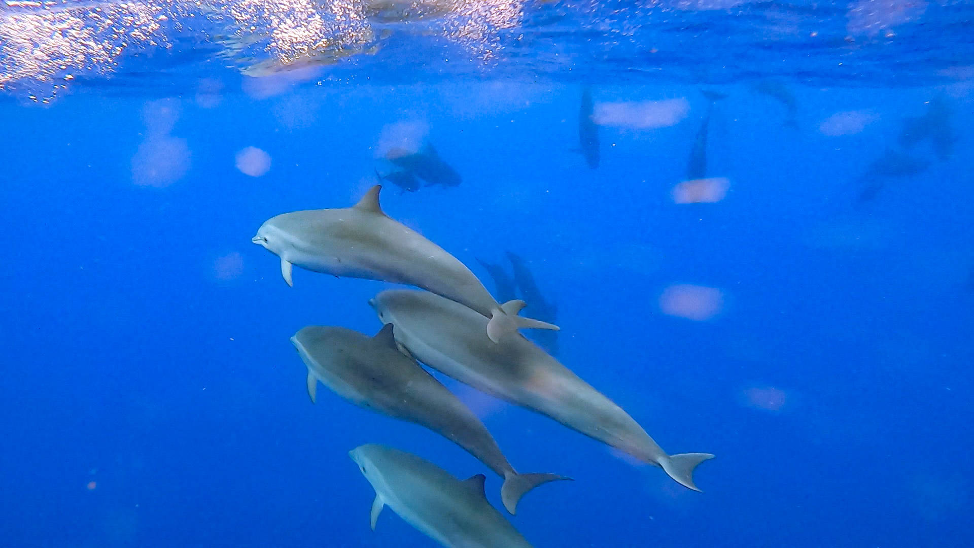 海域|科研人员在南海记录短肢领航鲸与弗氏海豚混游现象