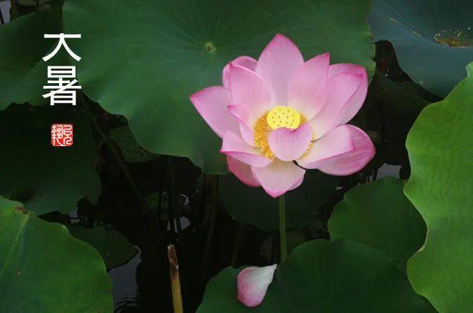 二十四节气扶阳养生之大暑冬病夏调长夏养脾