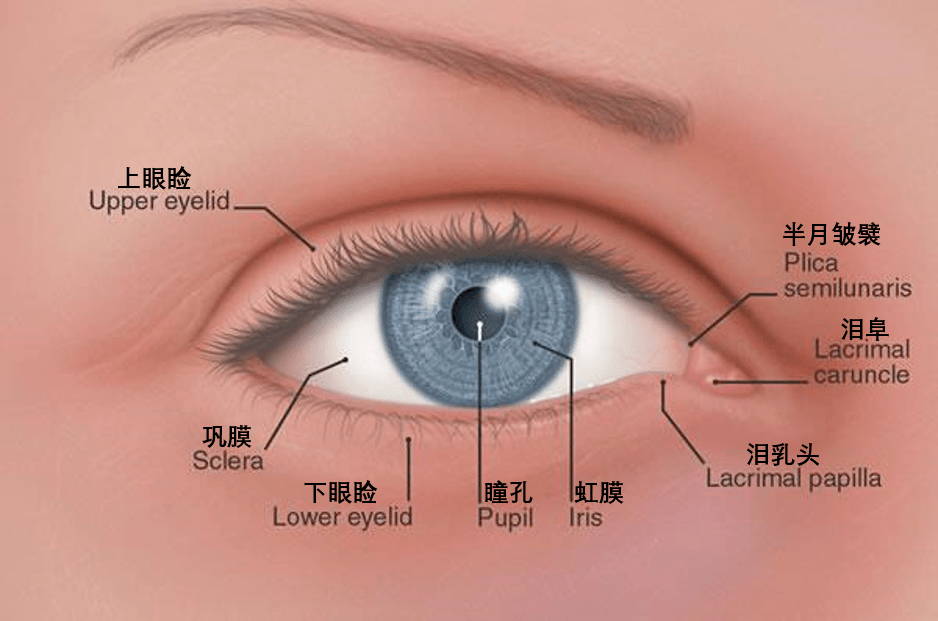 【科普】藏在你眼角的不只有眼屎,还有祖先留下的第三层眼皮