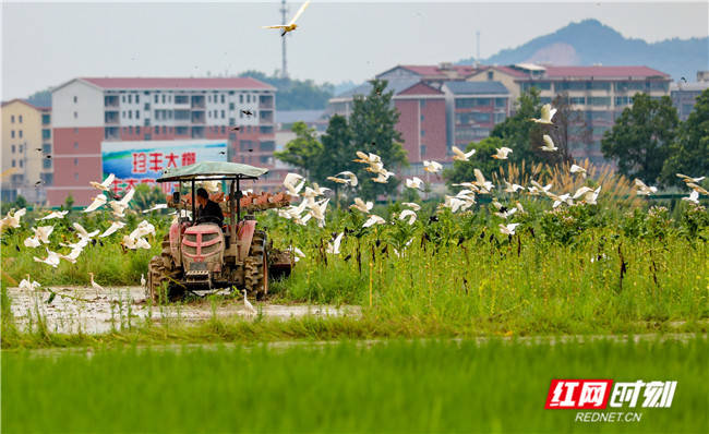 白鹭舞|夏耘田间 翩若惊鸿白鹭舞