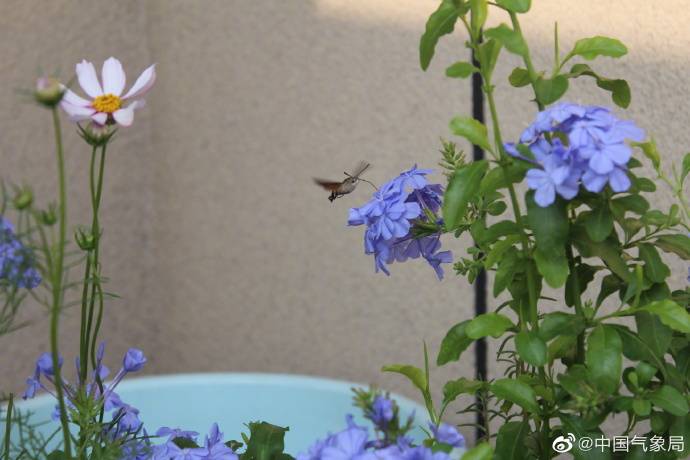 昆虫|昆虫世界里的“四不像”