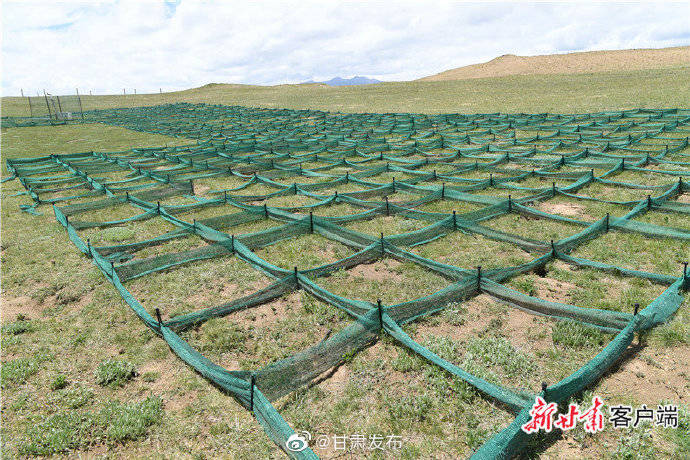 玛曲|图说玛曲治沙故事