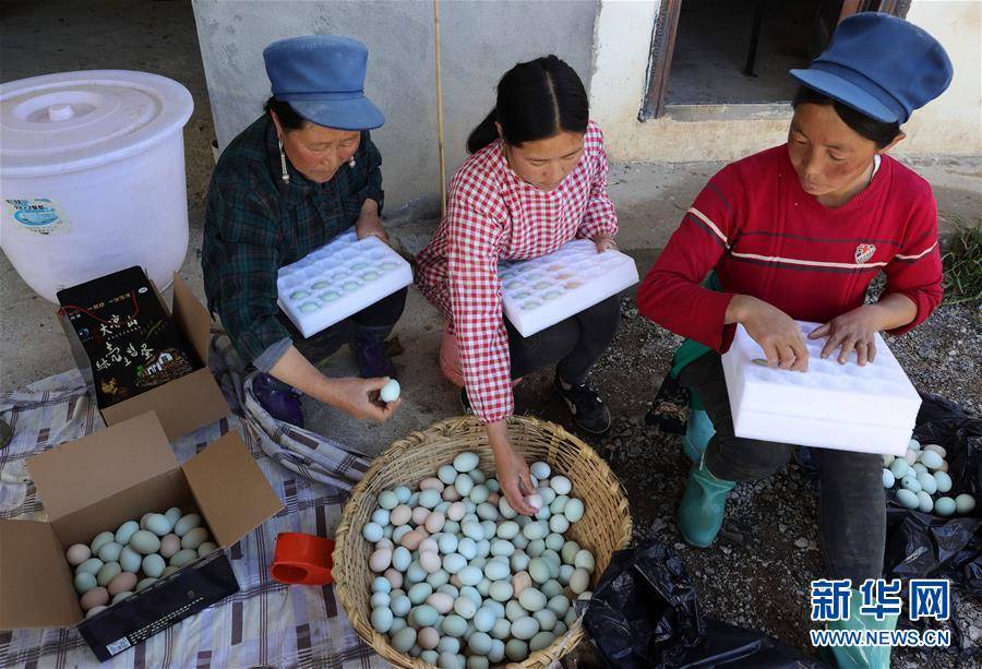 新华社|高原彝乡：“飞鸡”孵出“致富蛋”