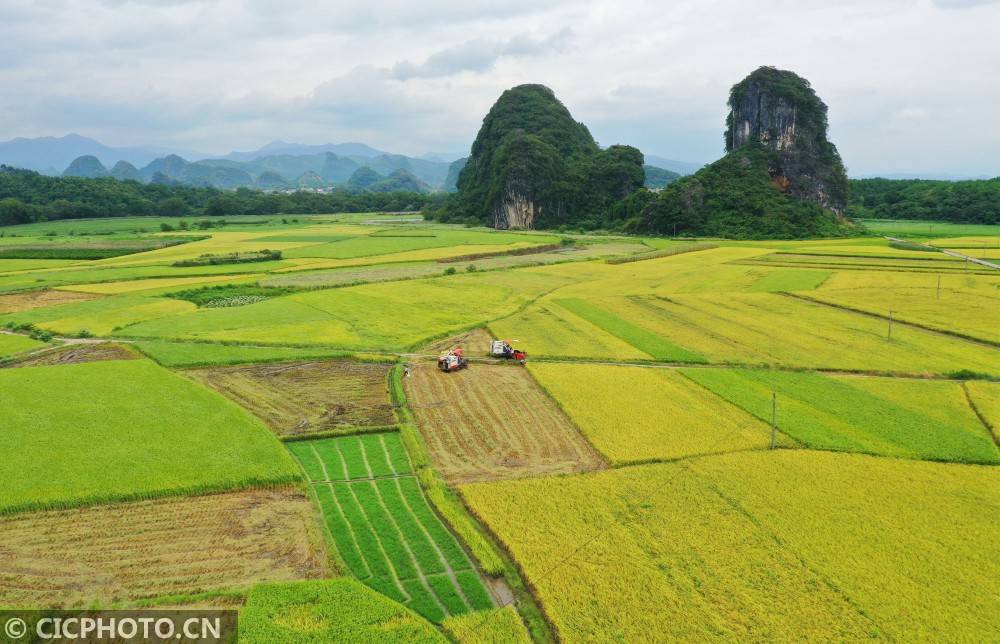 道县|湖南道县：田间“双抢”忙