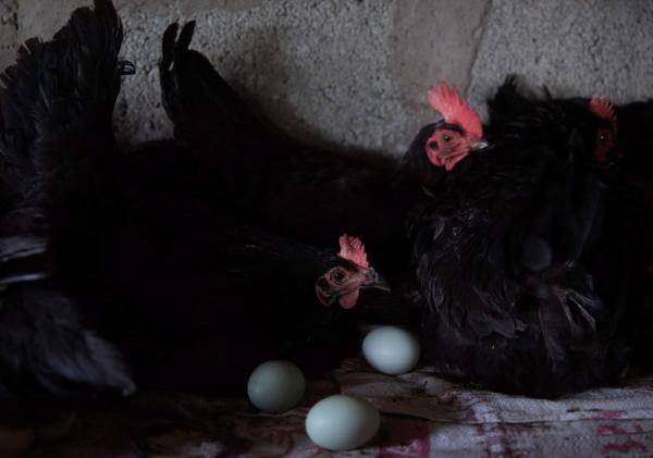 种养殖|高原彝乡：“飞鸡”孵出“致富蛋”