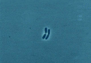 si|撩汉必备!这款神奇香水,开启女人由内而外的极致性感!