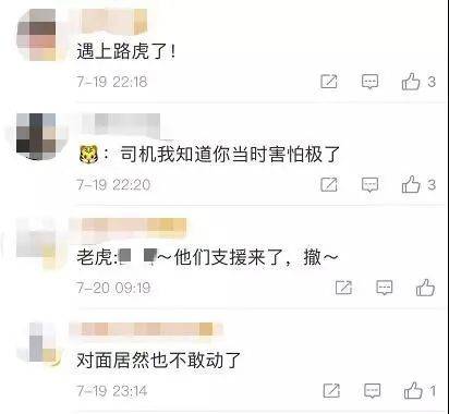 老虎|现场画面曝光！的哥开车突遇东北虎，默默对视20分钟…