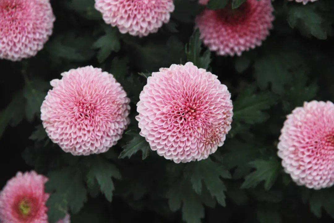 乒乓菊的花骨朵描写
