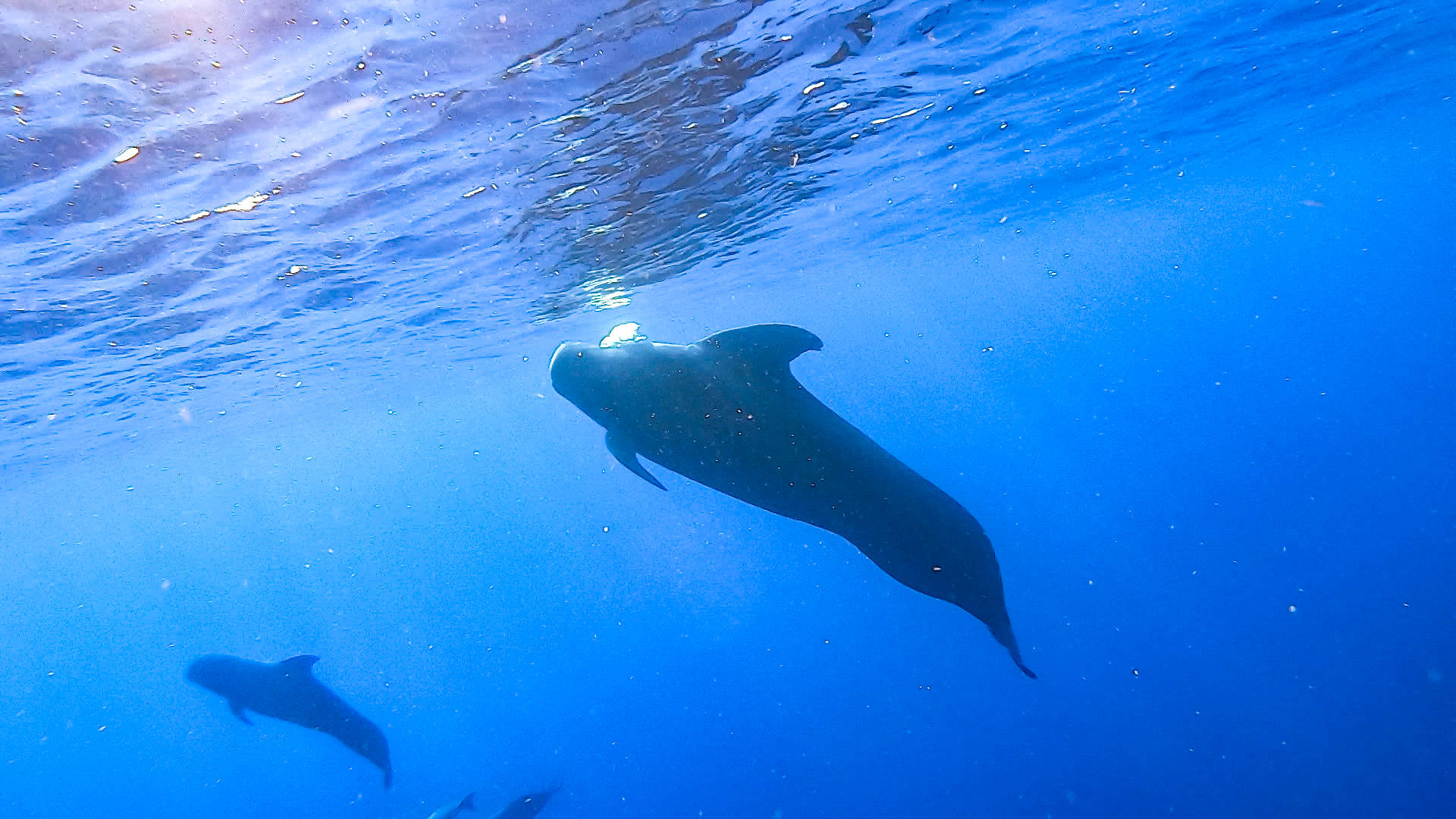海域|科研人员在南海记录短肢领航鲸与弗氏海豚混游现象