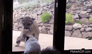 超淡定:美女爬山惨遭黑熊强抱!拍腿,轻拉要抢压寨夫人