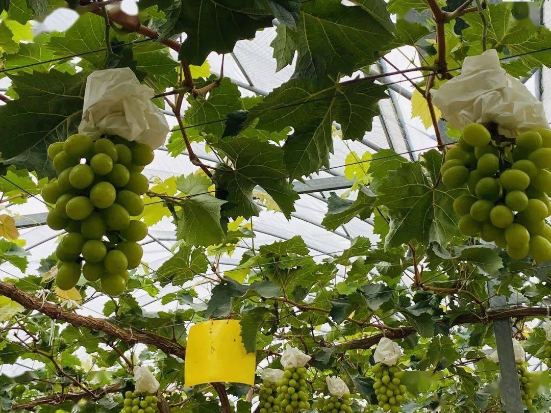 书院阳光玫瑰新鲜上市啦给你甜蜜的夏日享受