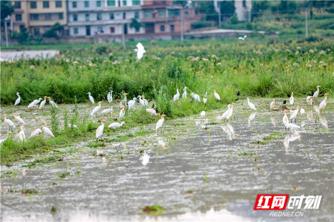 白鹭舞|夏耘田间 翩若惊鸿白鹭舞