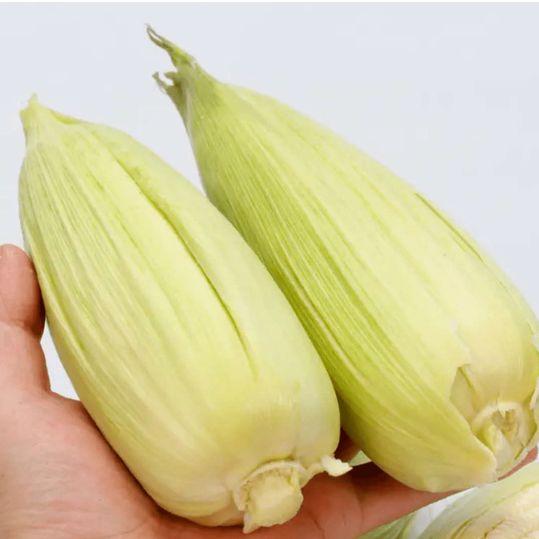 冬枣|【现摘现发】出口级30度甜！山西运城牛奶冬枣上新啦