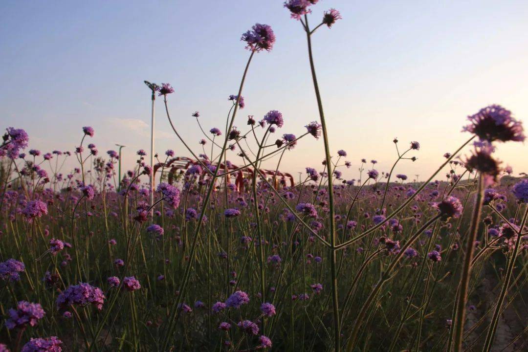 美翻!藏在沿河岸边的花海,夏日打卡新去处