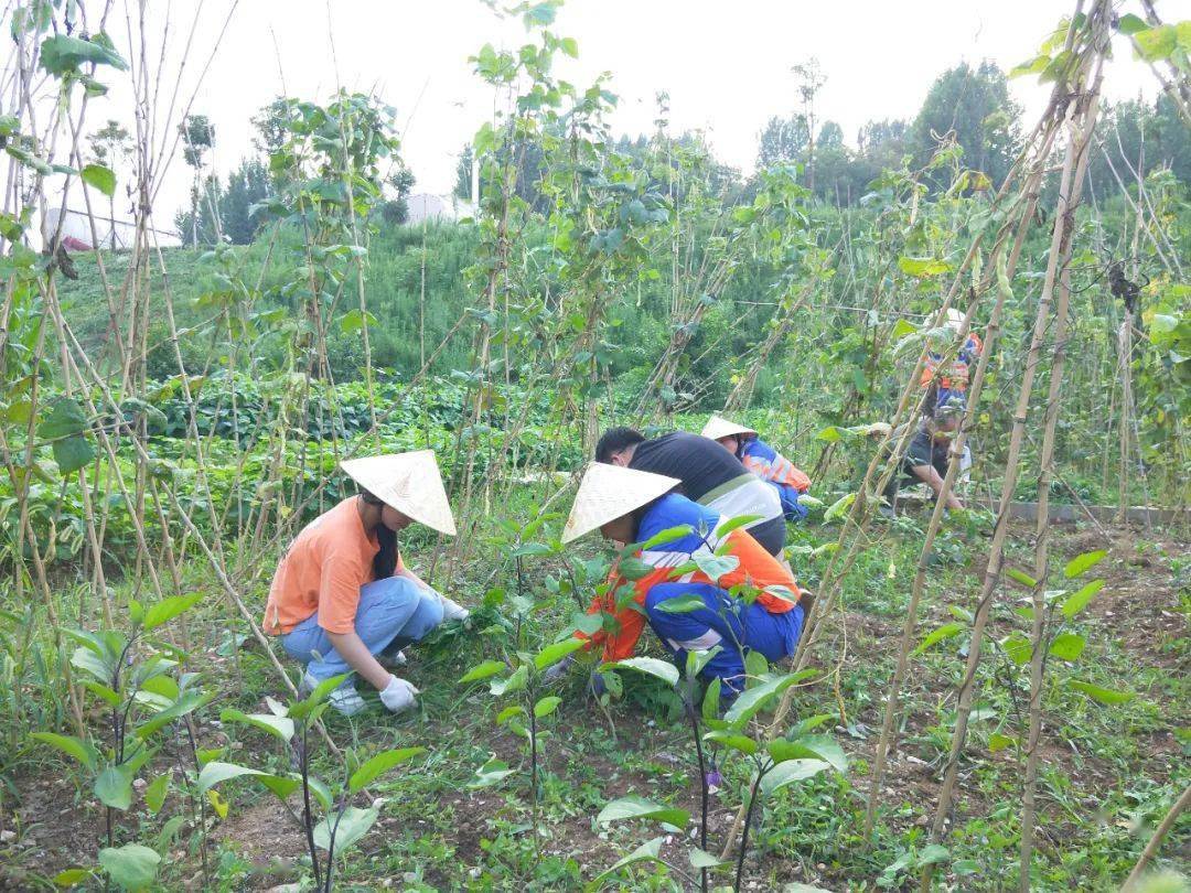 员工|到华新“开心农场”采摘去！大暑