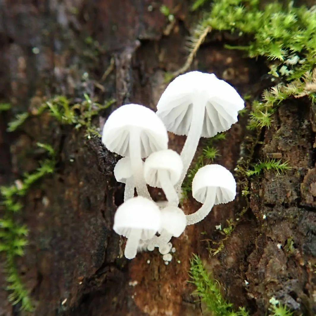 日本菌类爱好者拍摄的蘑菇宛如童话森林一般,好神奇!
