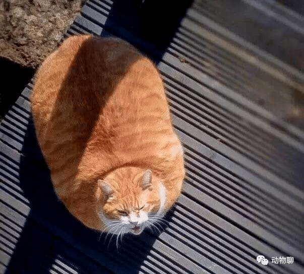 女子养了只小猫陪女儿长大，一年后再同框时：大橘真是名不虚传