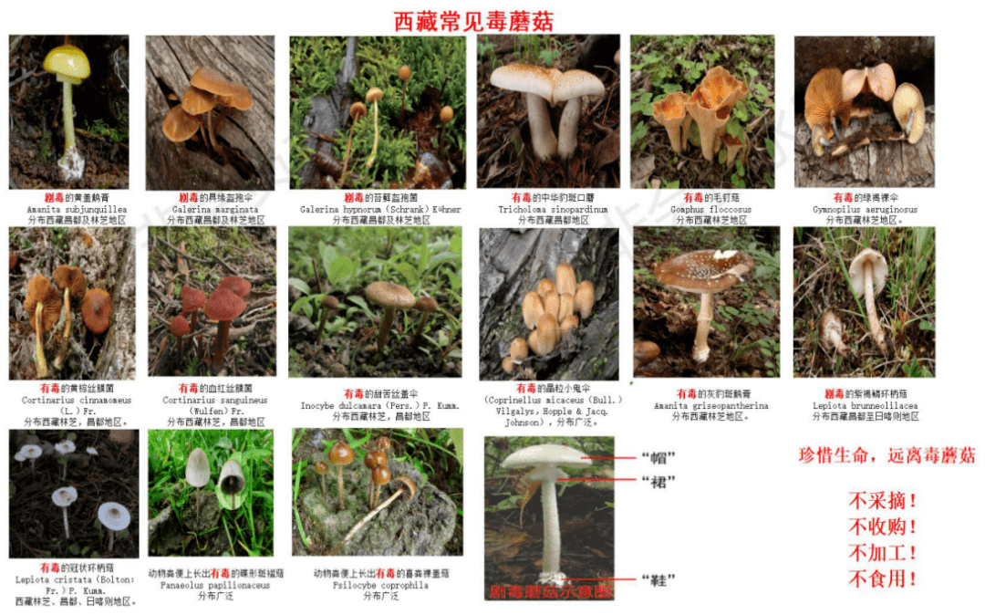 西藏这些常见的毒蘑菇,千万要分清!已有人误食中毒!