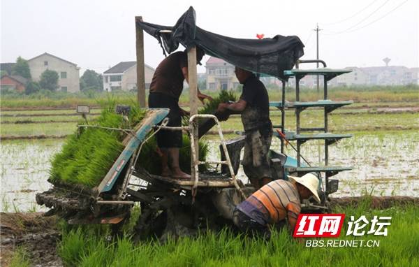 农机|水稻田里农机忙 网友：是不一样的“双抢”景象