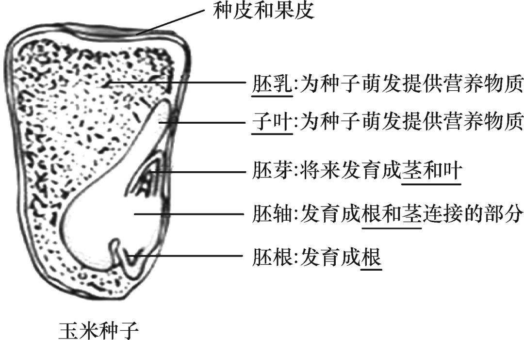 初中生物识图题常用结构示意图,清晰可记忆!