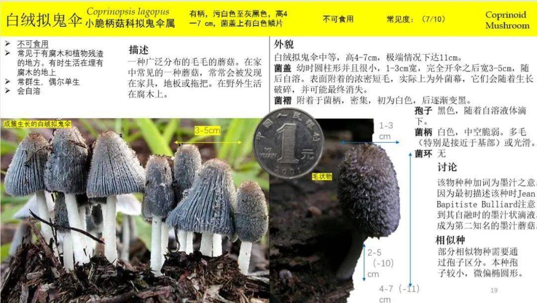 六年级学生做的《上海地区常见蘑菇识别手册》!拿去,不谢!