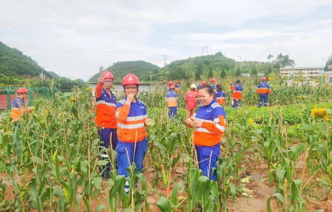 员工|到华新“开心农场”采摘去！大暑