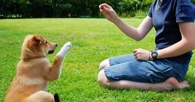 狗狗怎么养才变得有活力 7508e8fe5f1142cf822dcda34327909f.jpeg