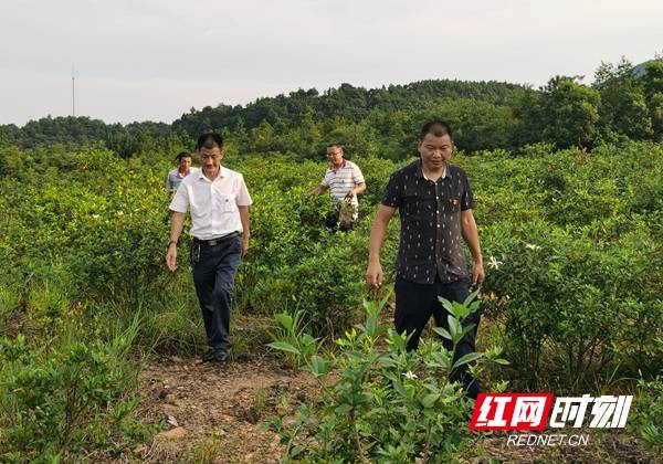 攻坚|清风头条·护航脱贫攻坚丨双峰：解决“老毛病”助力中药材产业发展