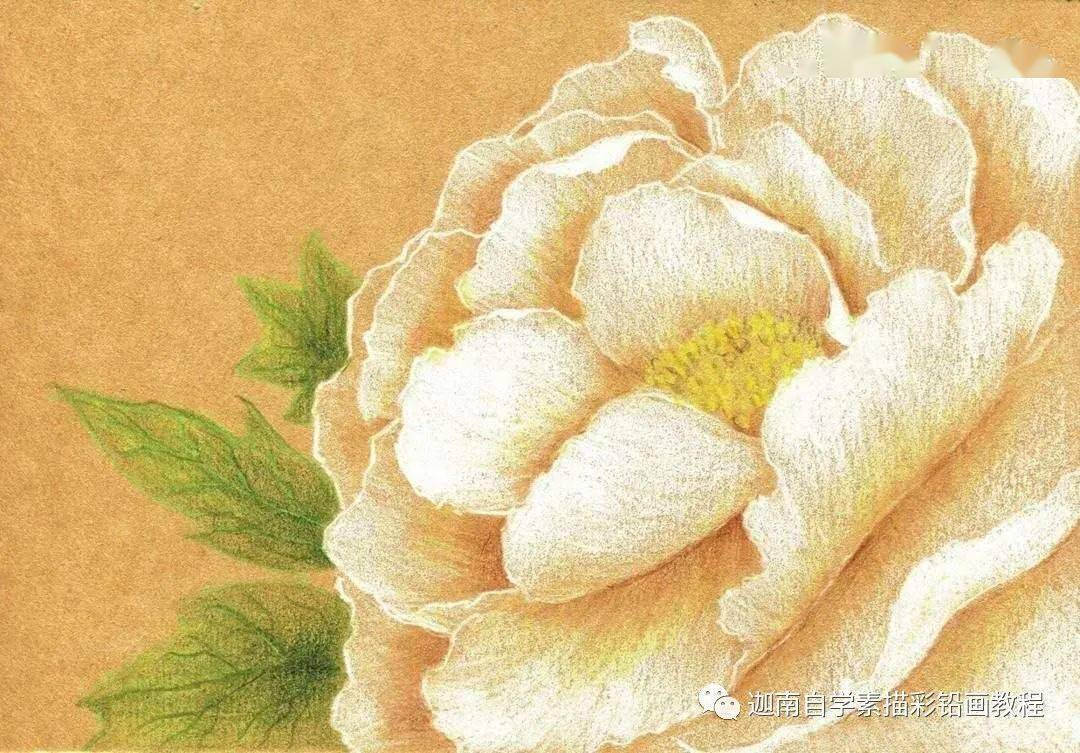 白颜色的花怎么画来画朵白牡丹挑战一下吧