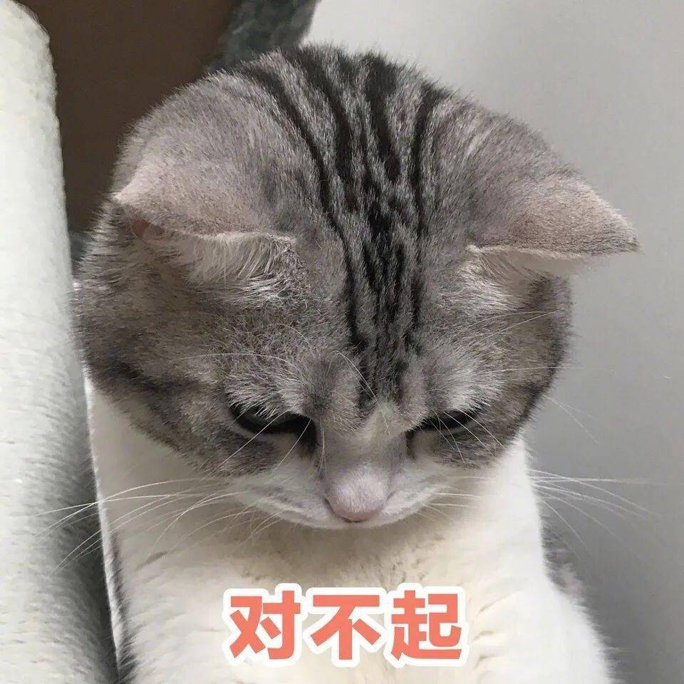 猫猫表情包第21期丨 "我等的猫它在多远的未来"