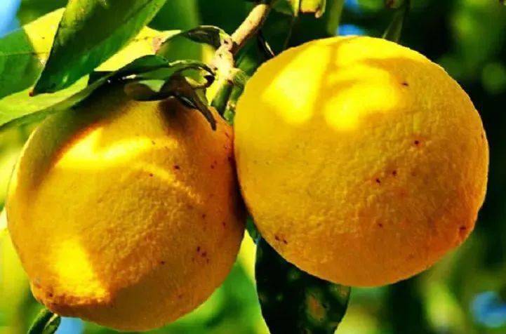 吸铁石|新西兰百年历史“污垢吸铁石”,15分钟告别黑头、粉刺、闭口!