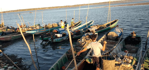 驳岸的渔船 出海口处(港北港道)被2万多口鱼排侵占,滋生大量海藻附在网箱