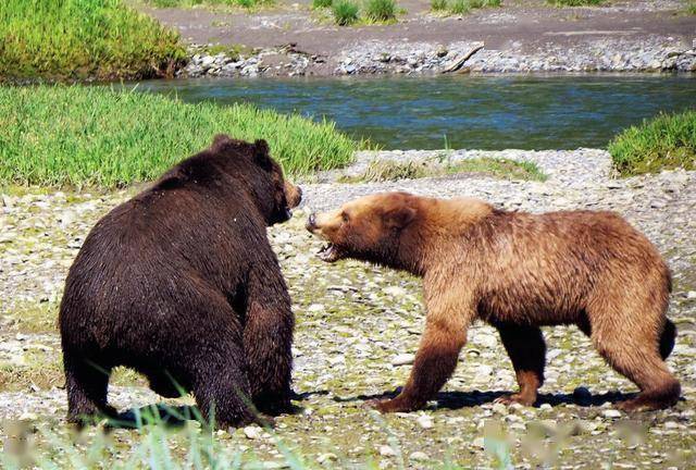冰期由于气候变冷,东西伯利亚地区的一群古棕熊被冰川阻隔,与其他棕熊