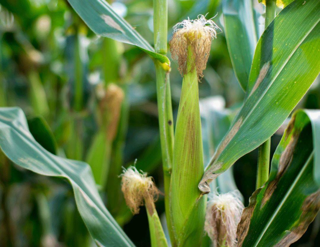 解药|解药很甜思念很玄