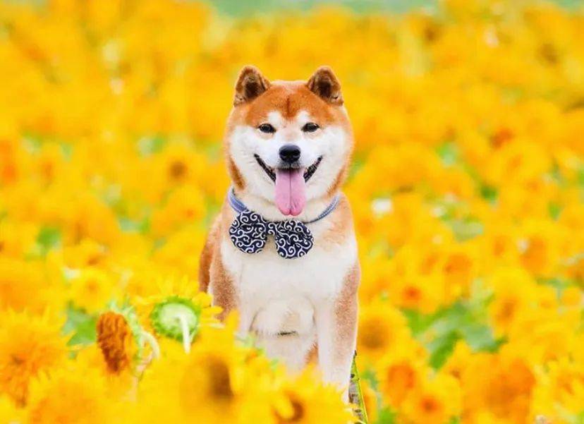 100张网红日本柴犬の美照治愈了无数人愿山河无恙岁月无殇