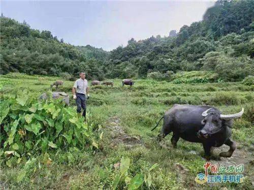 宜黄县有多少人口_宜黄至洛口有多少公里(2)