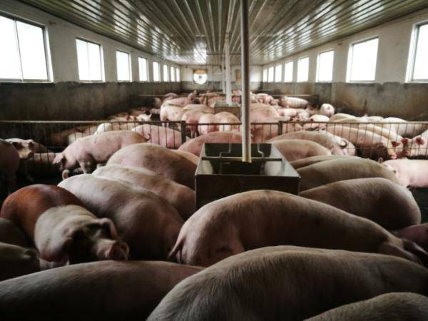 产能|同比增长12.1%!安徽生猪产能正在加快回升