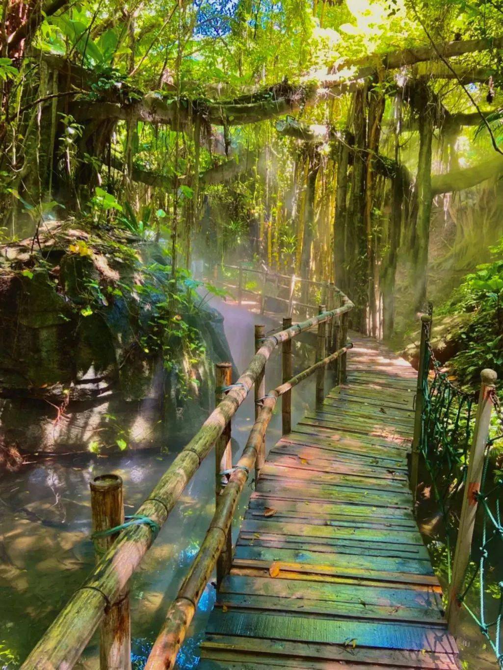 沁人心脾来深圳的清幽森林境地感受绿野仙踪的迷幻世界
