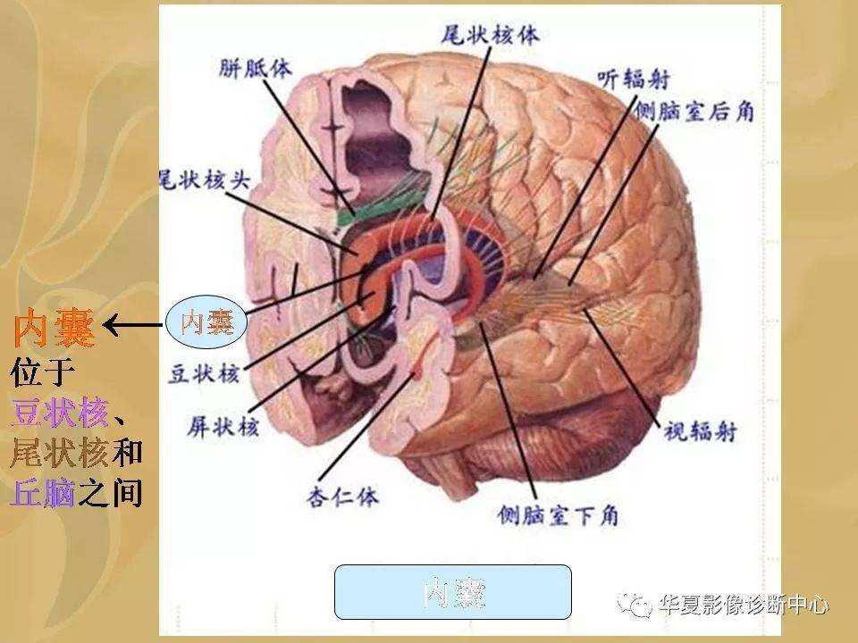 【图文并茂】基底节的解剖_丘脑