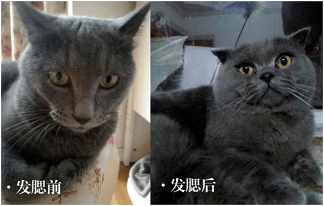 集体|比发福更可怕，人到中年为何集体“发腮”？